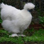 Цыпленок китайской породы