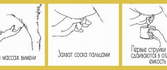 Этапы начала доения козы