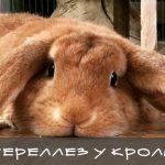 грустный больной кролик