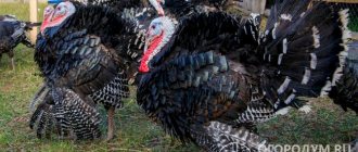 Индюки мясного направления, в том числе «Бронза 708» (на фото), вызывают большой интерес как у фермеров, так и у птицеводов-любителей