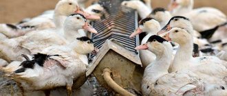Изготовление поилок для уток: пошаговая инструкция