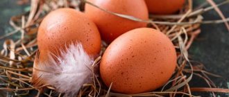 Как правильно выбрать курицу-наседку? Как ухаживать за ней во время насиживания и что делать после вылупления цыплят?