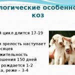 коза не гуляет