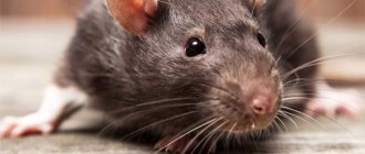 Крысы в птичнике и во дворе: способы избавиться и препараты.