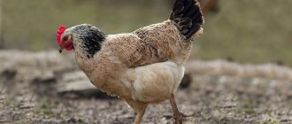 Куры царскосельской породы