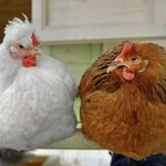Куры-несушки и бройлеры
