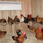 куры перестали нестись осенью причины