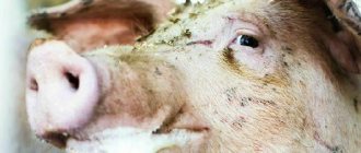 Пена из рта у свиньи: что это может быть?