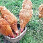 Питательная ценность овса для кур