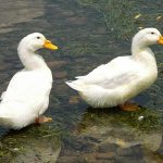 Утки французской породы