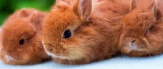 Внешний вид лисего карликового кролика