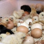 Вывод цыплят в инкубаторе дома