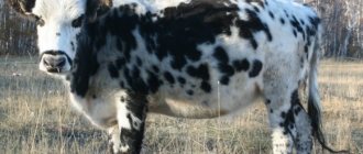 Якутская корова стоит на лугу